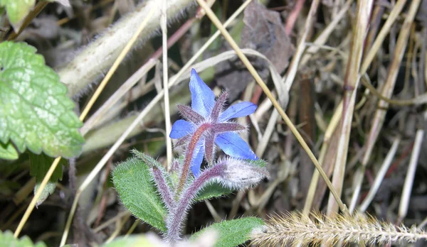 Hoş bir aroması olan şifalı bir bitki Borago memurları ya da sonbahar çiçekli bir çiçek tarlasında kurumuş ot ve yapraklarla salatalık otları.. 