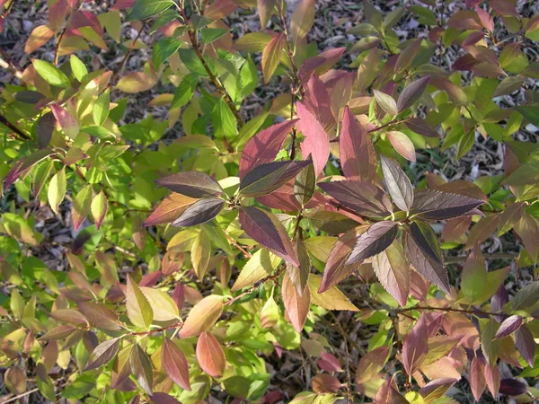 Las Hojas Otoñales Del Arbusto Forsythia Hora Antes Puesta Del — Foto de Stock