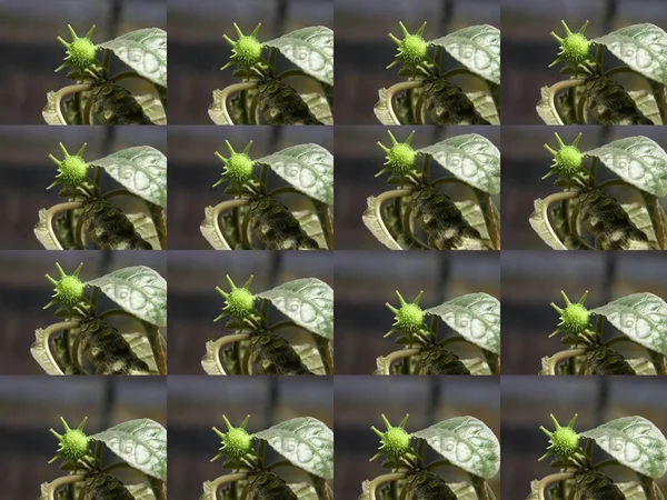 Dorstenia foetida Family Moraceae adlı sulu bitkinin benzer ama farklı arkaplan görüntüleri. Dorstenia 'dan bir çeşit matris. Dekoratif çerçeve için ön form. 