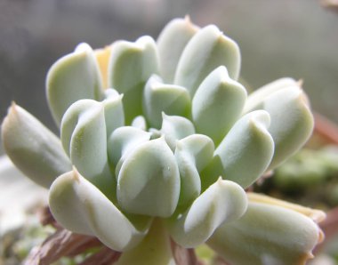 Succulent rosette bitkisi Echeveria 