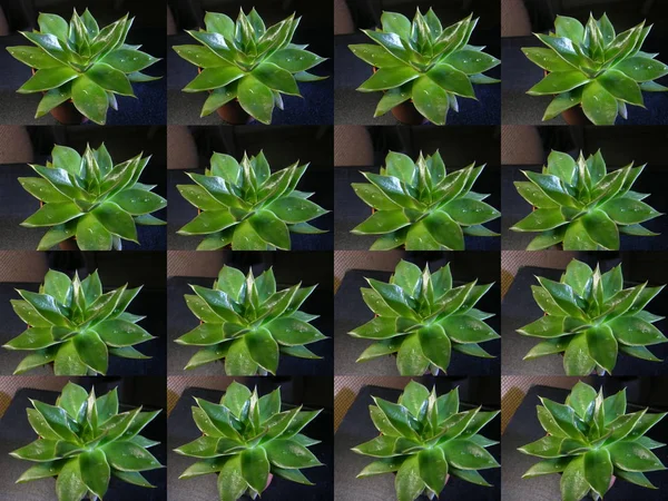 Echeveria agavoides cv 'nin çeşitli görüntülerinin arkaplan görüntüsü (matris analoğu). Rubella. Dekoratif çerçeve için ön form.