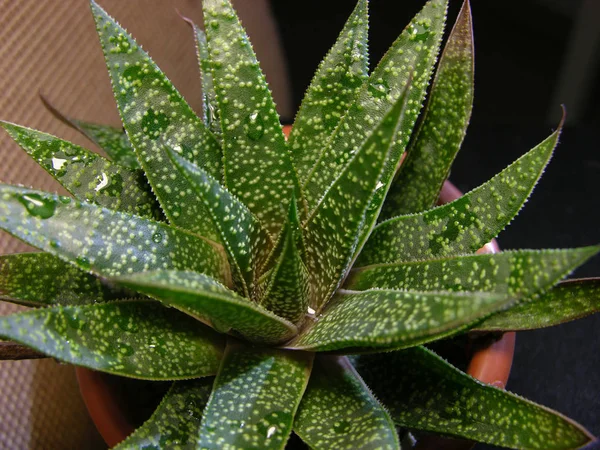 Su damlaları ile sulu rosette bitkisi Gasteraloe (nesiller arası melez). Sığ odaklı yakın çekim.