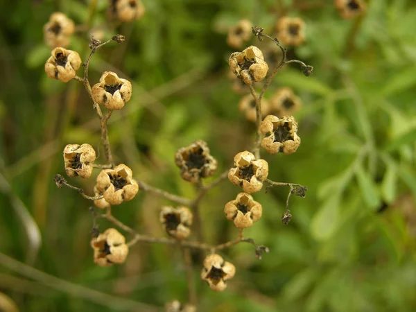 Dry Seed Pods Semishrub Ruta Graveolens Macro Photography Shallow Focus — Stock Photo, Image