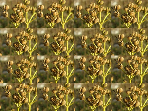 Yarı çalılık Ruta mezarlıklarının kuru tohum kabuklarının birkaç resminin arkaplan görüntüsü (matris analogu). Sığ odaklı makro fotoğrafçılık. Dekoratif çerçeve için ön form.