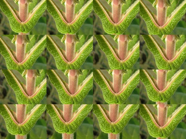 Sonbaharda bitki yaton sapının orta kısmının birkaç resminin arkaplan görüntüsü (matris analogu). Dekoratif çerçeve için ön form.