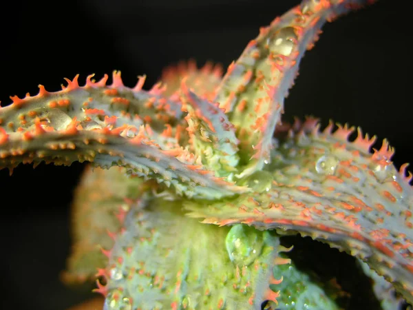 Híbrido Suculento Aloe Rauhii Tem Pontos Vermelhos Brilhantes Nas Bordas — Fotografia de Stock