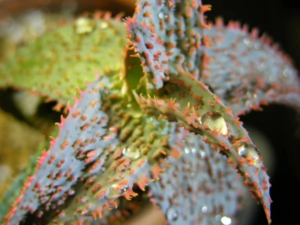 Aloe Rauhii Suculento Híbrido Tiene Espigas Color Rojo Brillante Los — Foto de Stock