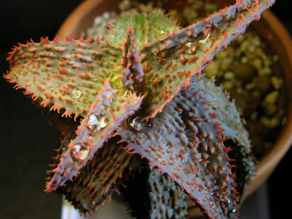 Hybrid succulent Aloe rauhii has bright red spikes on the edges of the leaves, as well as across the surface of the leaf. These spikes look like scary suckers. Macro shooting at shallow depth of field.