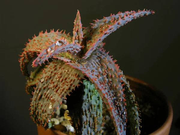 Aloe Rauhii Succulenta Ibrida Punte Rosso Vivo Sui Bordi Delle — Foto Stock