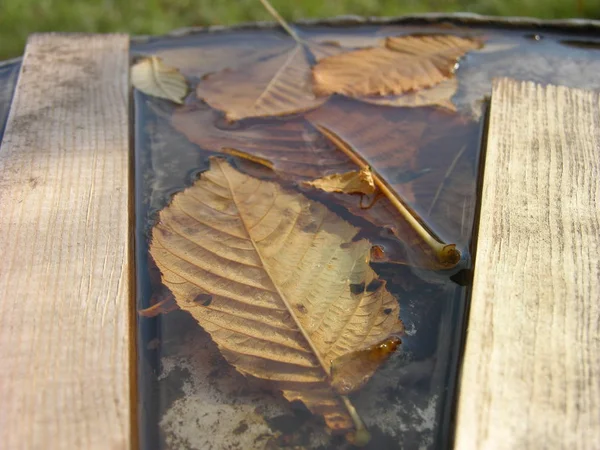 Withered Leaves Partly Water Partly Surface Water Shooting Shallow Focus — Stock Photo, Image