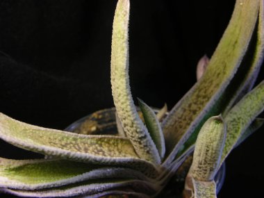 Sulu bitki Gasteria CV. 