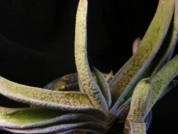 草本植物Gasteria 両生類の皮膚に似た半透明の塊茎で斑点のある葉を持つ 浅い焦点でのクローズアップ撮影 — ストック写真