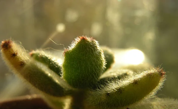 Plantas Jóvenes Suculentas Kalanchoe Tomentosa Primer Plano Disparando Contra Luz — Foto de Stock