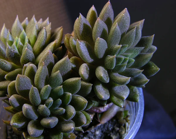 Minyatür Toprak Örtüsü Sulu Bitki Sinocrassula Yunnannensis Yakın Çekim — Stok fotoğraf