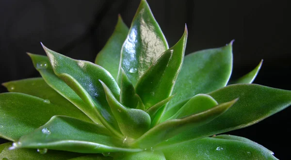 Planta Roseta Suculenta Echeveria Agavoides Rubéola Primer Plano Vista Lateral —  Fotos de Stock