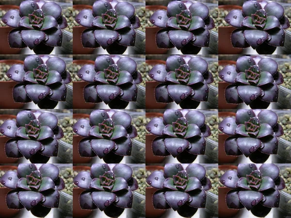 Sulu bitkinin birkaç resminin arkaplan dokusu görüntüsü (matris analoğu). Dekoratif çerçeve için ön form.