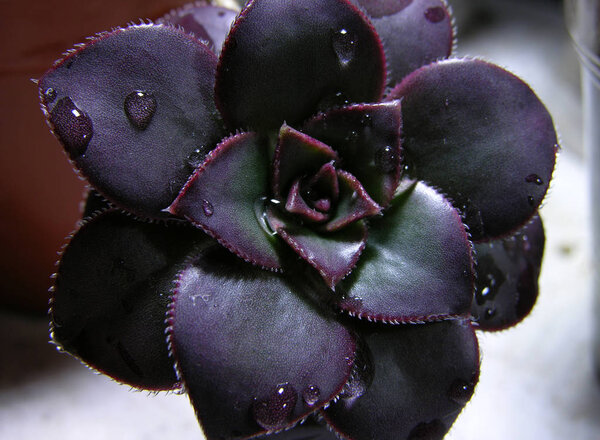 Succulent rosette plant Aeonium. Close-up shooting with shallow focus.