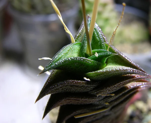 Planta Suculenta Haworthia Viscosa Negro Híbrido Fotografía Macro Parte Apical — Foto de Stock