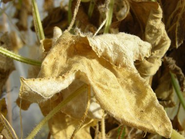 Serada sonbaharın sonlarında solmuş Beyaz Ermeni salatalıkları. Dar odaklı makro fotoğrafçılık.