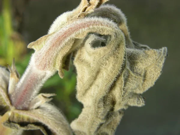 The bizarre shape of the apical part of the withered plant yacon in late autumn in the greenhouse. A kind of \