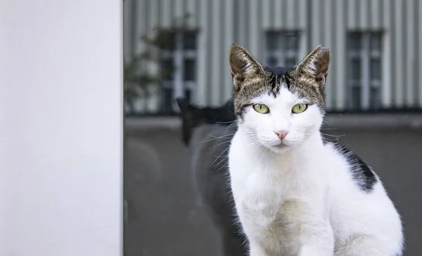 Söt Och Söt Katt Gatan — Stockfoto