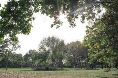 Berrak gökyüzünde güzel manzara doğal dokular, sarı yaprakları bahar doğal renkli, doğa bahçe duvar kağıdı arka plan yeşil ağaç yaprağı çiçek