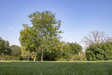 Berrak gökyüzünde güzel manzara doğal dokular, sarı yaprakları bahar doğal renkli, doğa bahçe duvar kağıdı arka plan yeşil ağaç yaprağı çiçek