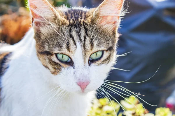 Söt Och Söt Katt Den Naturliga Trädgården — Stockfoto