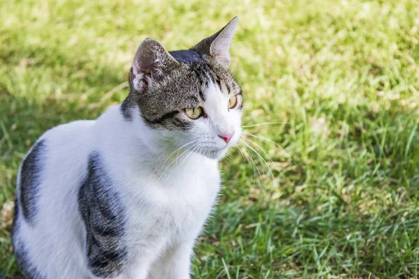 Söt Och Söt Katt Den Naturliga Trädgården — Stockfoto