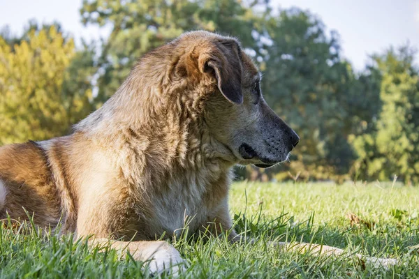 Perro Viejo Está Sentado Jardín Natural Animal Amigable —  Fotos de Stock