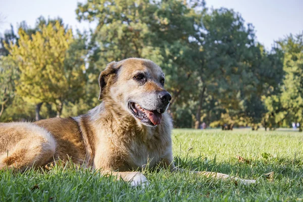 Gamla Hunden Sitter Naturlig Trädgård Vänliga Djur — Stockfoto