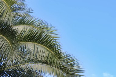 Palmiye ağacı, mavi gökyüzü arka plan, doğa bahçesi 