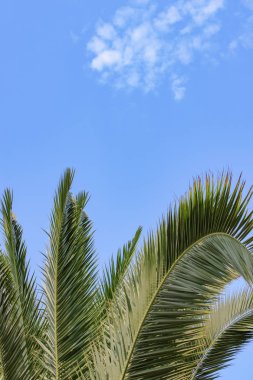 Palmiye ağacı, mavi gökyüzü arka plan, doğa bahçesi 