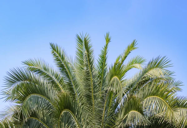 Palmiye ağacı, mavi gökyüzü arka plan, doğa bahçesi 