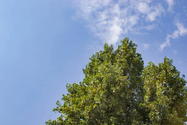 Güzel yeşil bahçedeki ağaç ve yapraklar, doğal renk arkaplanı.