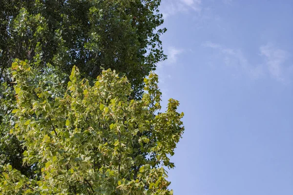 Güzel yeşil bahçedeki ağaç ve yapraklar, doğal renk arkaplanı.
