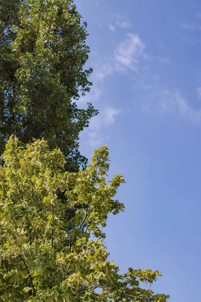 Güzel yeşil bahçedeki ağaç ve yapraklar, doğal renk arkaplanı.