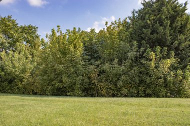 Berrak gökyüzünde güzel manzara doğal dokular, sarı le