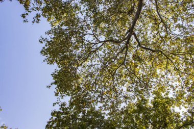 Güzel yeşil doğa bahçesinde ağaç ve yapraklar, doğal renk b