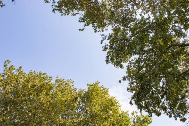 Güzel yeşil doğa bahçesinde ağaç ve yapraklar, doğal renk b