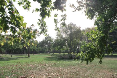 Berrak gökyüzünde güzel manzara doğal dokular, sarı le