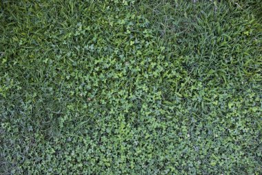 Çim dokusu, doğal arka plan, üst görünüm