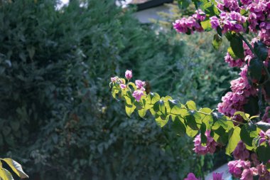 Yeşil bir bahçe arka planında güzel çiçekler.