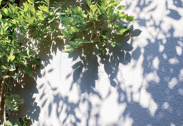 Arbre et feuilles dans un beau jardin naturel vert, couleur naturelle — Photo