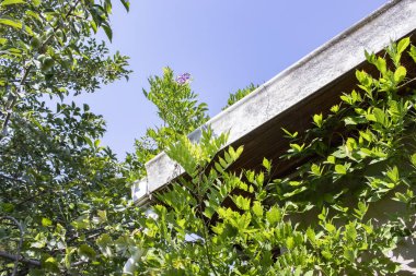 Güzel yeşil doğa bahçesinde ağaç ve yapraklar, doğal renk 