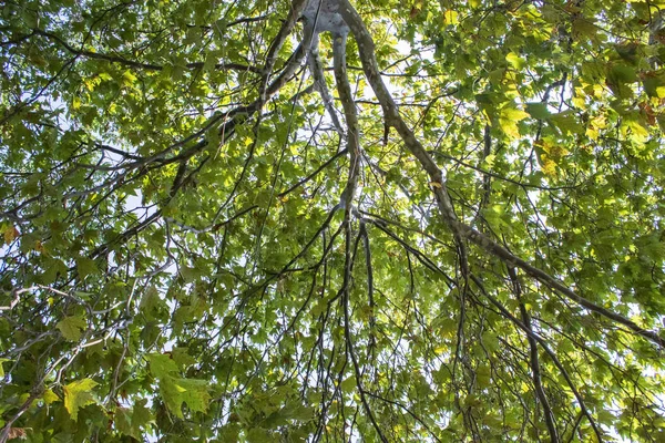 Baum und Blätter in schönen grünen Naturgarten, natürliche Farbe — Stockfoto