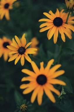 Bana ilham veren tek şey- bir çiçek. 