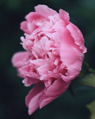 Bana ilham veren tek şey- bir çiçek. 