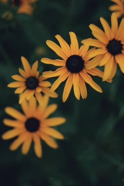 Bana ilham veren tek şey- bir çiçek. 