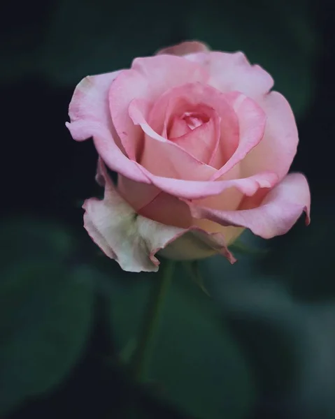 Única Coisa Que Inspira Uma Flor — Fotografia de Stock